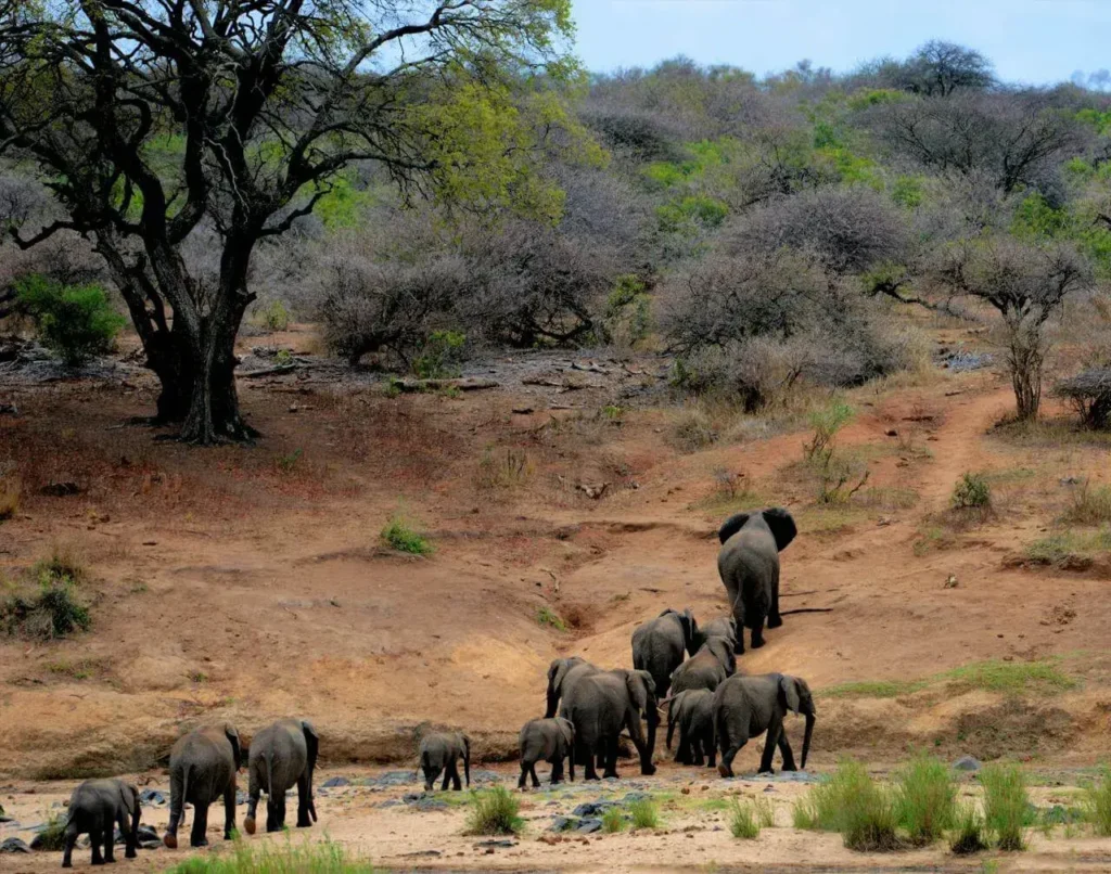 A herd of elephants